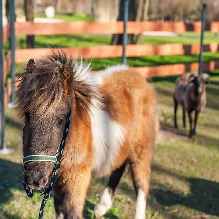 Comfortable Apartment, Summer Pool