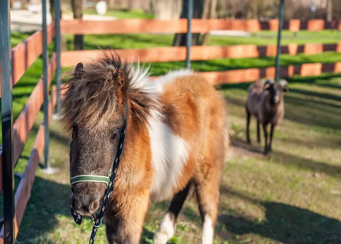 Comfortable Apartment, Summer Pool